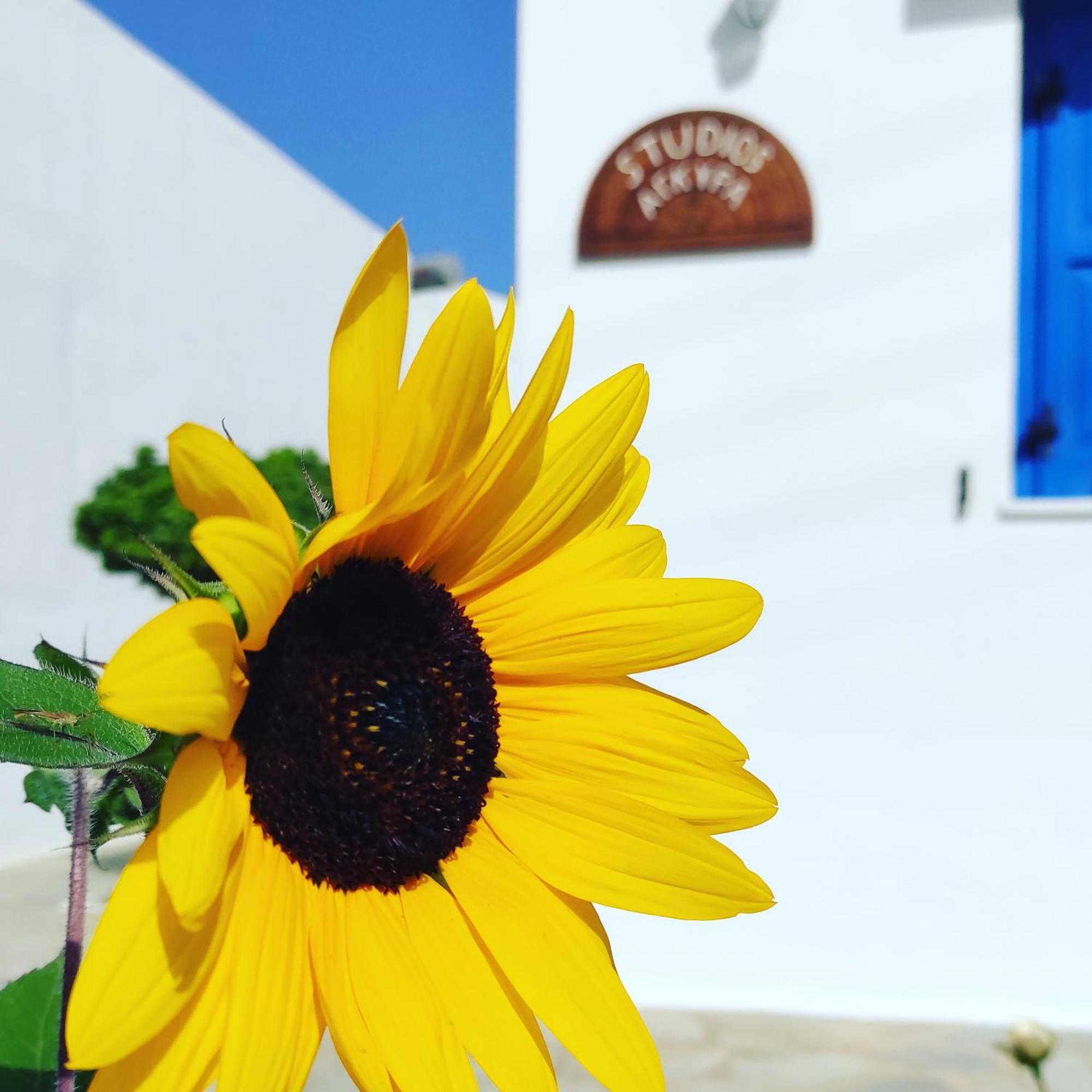 Studios Αγκυρα Livadi  Exteriör bild